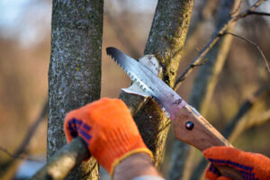 tree services